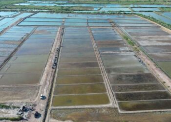 Pemprov NTB Fokus Percepat Hilirisasi Perikanan Melalui Ekosistem Agromaritim Terintegrasi