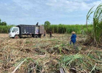 Harga Jagung Anjlok, Petani di Dompu Beralih ke Tebu demi Pendapatan Stabil