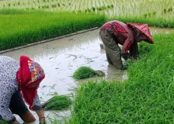 Kabar Gembira! Petani di Lebak Kini Bisa Akses Pinjaman Modal Berbunga Rendah