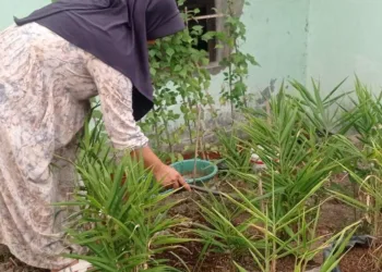 Manfaatkan Pekarangan, Petani Wanita di Lebak Raup Untung Jutaan Rupiah
