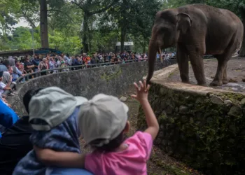 Taman Margasatwa Ragunan menggratiskan tiket masuk pada 22, 27-28 Juni 2026 dan gelar kuis berhadiah hingga Night Zoo untuk sambut HUT ke-499 Jakarta.