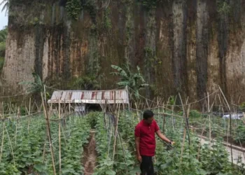 Pemprov Banten akan mengoptimalkan sektor hortikultura sebagai pemasok utama bahan baku Program MBG untuk memperkuat ketahanan pangan dan ekonomi masyarakat.