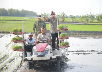 Wamentan Sudaryono mengakselerasi gerakan tanam padi seluas 750 hektare di Lamongan untuk meningkatkan produksi beras nasional dan mengantisipasi dampak El Nino.