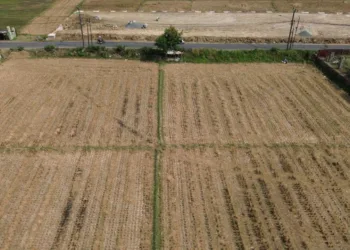 Kemarau Panjang, Pemkab Bekasi Siapkan Asuransi untuk 2.592 Hektare Lahan Sawah
