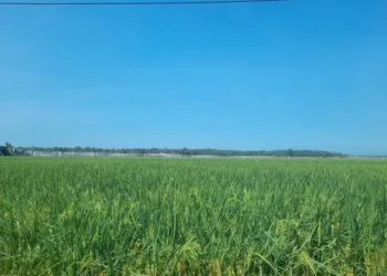 Petani Serang Dihantui Gagal Panen Akibat Kemarau Panjang, DKPP Siapkan Mitigasi
