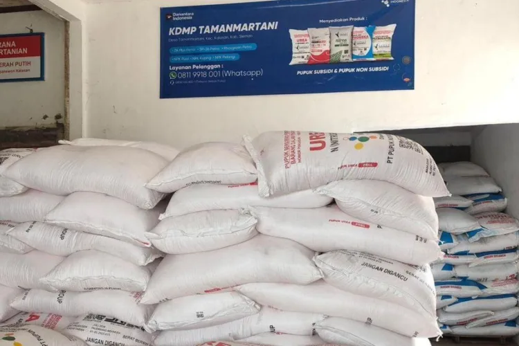 Tumpukan pupuk tersusun di area usaha Koperasi Desa Merah Putih (KDMP)
Tamanmartani, Sleman, Daerah Istimewa Yogyakarta. (ANTARA/LINGKAR NETWORK)