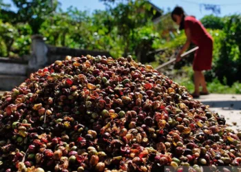 Kulon Progo Luncurkan Kopi Roro, Dongkrak Ekonomi Kerakyatan dan Kopi Lokal