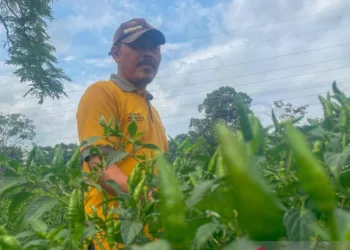 Pemkab Kuningan Siapkan 22.588 Hektare Lahan Pertanian dalam RTRW 2026-2046