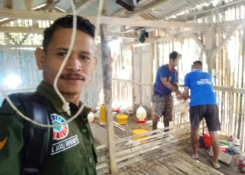 Pendamping Lokal Desa Monitoring Unit Usaha Ternak Ayam BUMDes Terong Bangkit di Manggarai