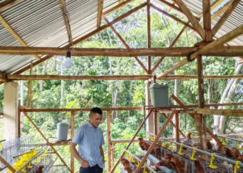 Ayam Petelur BUMDES Mekar Gurun Turi Gara