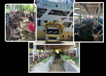 Lokasi Kandang Milik BUMDesa Penggemukan