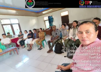 Desa Fatuteta Kembangkan Porang Jadi Komoditas Unggulan untuk Dongkrak Ekonomi Lokal