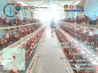 Harga Pakan Melonjak dan Harga Telur Anjlok, BUMDes di Belu Terancam Merugi