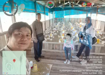 Usia umur ayam masih 16 hari