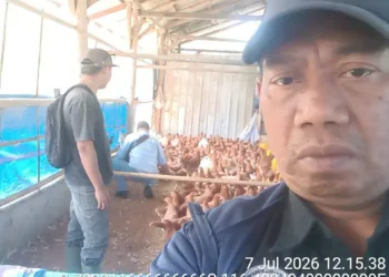 BUMDes Karya Madani Lombok Tengah Optimalkan Produksi Telur Dukung Program Makan Bergizi Gratis