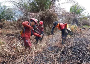 Karhutla seluas 28 hektare di Aceh Selatan akhirnya berhasil dipadamkan setelah operasi pemadaman selama 10 hari oleh tim gabungan.