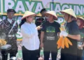 GP Ansor Kota Semarang menggelar panen raya jagung di lahan binaan dan mengusulkan pemanfaatan lahan tidur milik Pemkot untuk memperkuat ketahanan pangan.