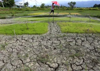 El Nino Sebabkan Bima 84 Hari Tanpa Hujan, Kekeringan Ekstrem Mengancam