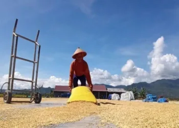 Genjot Ketahanan Pangan, Bulog Sulteng Serap 11 Ribu Ton Gabah Petani Lokal