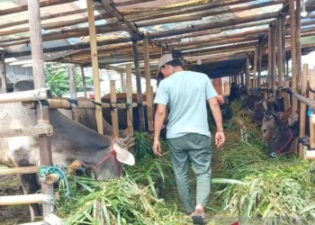 Dompu Targetkan Pengembangan Peternakan Berkelanjutan via Hibah Global GEF-8