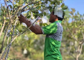 Tingkatkan Keterampilan, 11 Warga Binaan Lapas Palu Kelola Budidaya Hortikultura