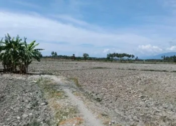 Debit Air Sungai Turun, 40 Hektare Sawah di Sigi Dihantui Gagal Panen