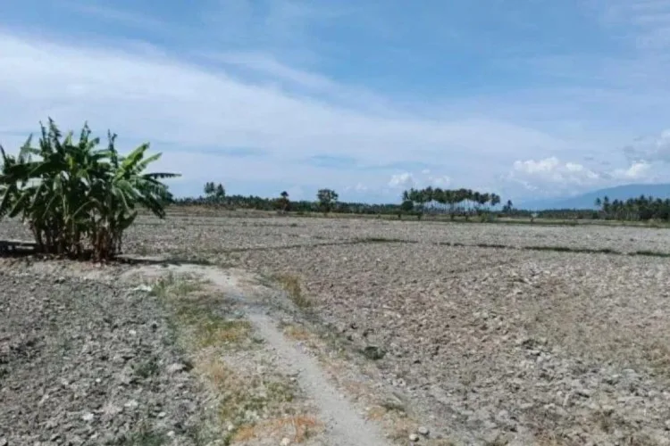 Debit Air Sungai Turun, 40 Hektare Sawah di Sigi Dihantui Gagal Panen 1 Ilustrasi - Lahan pertanian mengalami kekeringan akibat berkurangnya intensitas
curah hujan dalam beberapa waktu terakhir di Parigi Moutong, Sulawesi Tengah.
ANTARA/LINGKAR NETWORK.