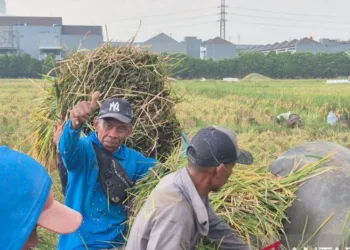 Harga Gabah Tembus Rp7.600, Petani Ujungjaya Sumedang Sumringah 2 Harga Gabah Tembus Rp7.600, Petani Ujungjaya Sumedang Sumringah