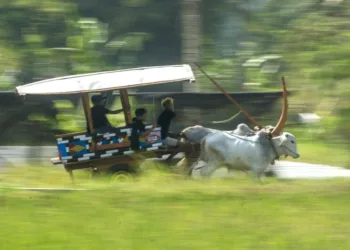 Wisata Unik, 108 Gerobak Sapi Hias Unjuk Gigi di Pakem Sleman