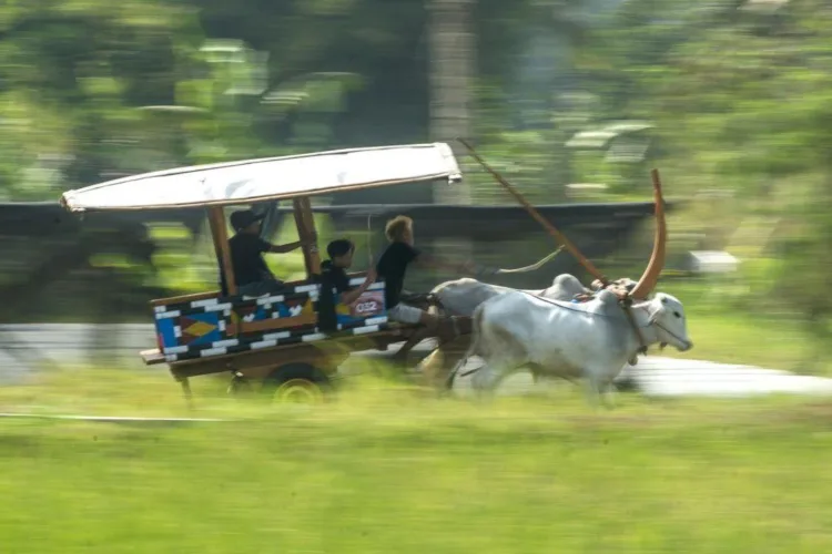Wisata Unik, 108 Gerobak Sapi Hias Unjuk Gigi di Pakem Sleman 1 Warga melihat dari dekat Festival Gerobak Sapi yang diselenggarakan di
Lapangan Pojok, Desa Harjobinangun, Kecamatan Pakem, Kabupaten Sleman, Daerah
Istimewa Yogyakarta, pada 30 Agustus 2026. (Xinhua/LINGKAR NETWORK)