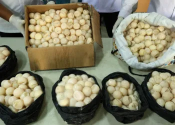 Tiga petugas Balai Karantina Kalbar memperlihatkan ribuan telur penyu yang berhasil diamankan saat rilis di Kantor Balai PK Pontianak, Kalimantan Barat, Senin (10/8/2026). (Red – LINGKAR.news)