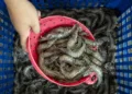 Barantin: Kualitas Jadi Kunci Udang Indonesia Tembus Pasar Ekspor 3 Pekerja memindahkan udang vaname hasil budidaya Loka Perbenihan dan Budi Daya Ikan (PBI) Tugu Dinas Kelautan dan Perikanan Jawa Tengah saat panen di Kawasan Industri Wijayakusuma (KIW), Semarang, Jawa Tengah. Barantin ungkap kunci agar tembus pasar ekspor. (Ant – Lingkar.news)