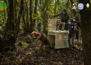 Orangutan “Wak” dievakuasi BKSDA Kalbar dari perkebunan warga di Ketapang untuk menghindari ancaman karhutla dan konflik dengan masyarakat.