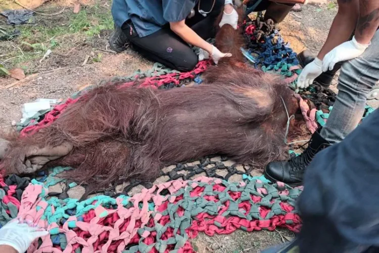 Kemenhut mengevakuasi seekor orangutan jantan yang ditemukan lemas di kebun sawit Ketapang akibat paparan asap karhutla dan dehidrasi.