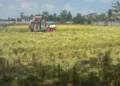 Sebanyak 6.691 hektare lahan pertanian di Kalsel terdampak kekeringan, petani mulai mengalami gagal panen.