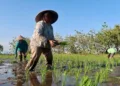 BMKG Prediksi Musim Hujan di NTB Berlangsung Singkat, Warga Diimbau Tampung Air Hujan 3 BMKG Prediksi Musim Hujan di NTB Berlangsung Singkat, Warga Diimbau Tampung Air Hujan