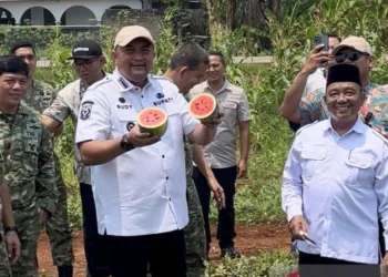 Wow! Median Jalan Bomang Bogor Disulap Jadi Lahan Pertanian, Petani Untung Besar