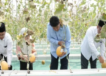 Ponpes Nurmadu Kulon Progo Sukses Budidaya 3 Melon Premium Lewat Wakaf Produktif