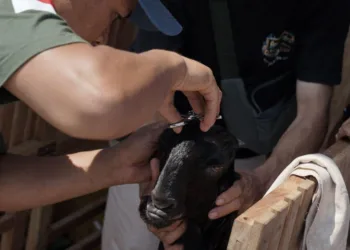 Kontes Piala Raja HB X di Kulon Progo Diikuti 300 Kambing Kaligesing