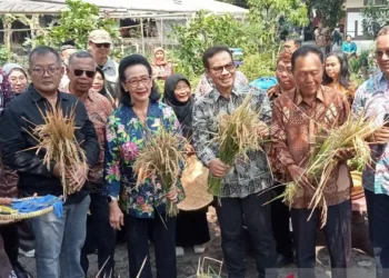 Panen Padi di Galon Bekas, Begini Cara Unik Pertanian Kota Yogyakarta