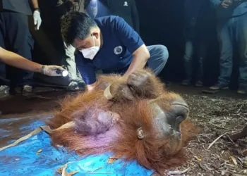 BKSDA Kalteng menyelamatkan induk dan anak orangutan yang terjebak di atas pohon di tengah lahan gambut terbakar di Kotawaringin Timur.