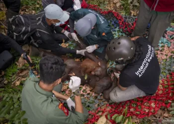 BKSDA Kalbar dan YIARI mengevakuasi induk dan anak orangutan di Ketapang setelah karhutla makin mendekati habitat satwa liar tersebut.
