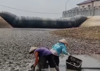Jutaan ikan sapu-sapu memenuhi Bendung Karet Sungai Juwana, Pati, warga menangkap dan menjualnya Rp2.500 per kg ke pengepul.