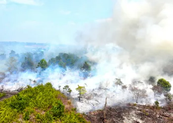 Kemenhut menyiapkan DAK Rp5,5 miliar untuk memperkuat penanganan karhutla Kalbar melalui operasi udara, darat, pembasahan gambut, dan pencegahan.
