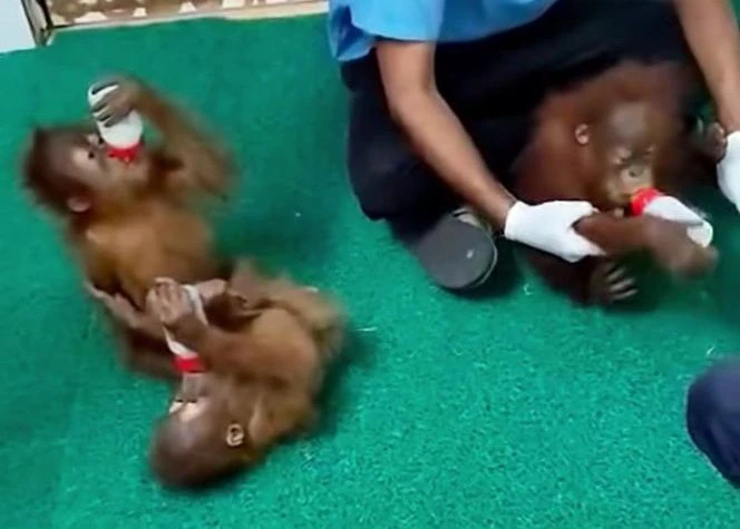 Kemenhut mengupayakan repatriasi lima bayi orangutan yang ditemukan di India ke Indonesia serta menelusuri asal-usul dan dugaan perdagangan ilegal.
