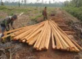 Kemenhut Tahan 2 Tersangka Pembalakan Liar di Habitat Harimau Sumatra TNBS Jambi 3 Kemenhut menahan dua tersangka pembalakan liar di kawasan TN Berbak dan Sembilang Jambi yang merupakan habitat harimau sumatra.