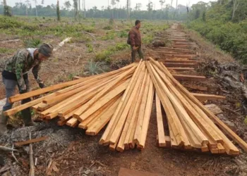Kemenhut menahan dua tersangka pembalakan liar di kawasan TN Berbak dan Sembilang Jambi yang merupakan habitat harimau sumatra.