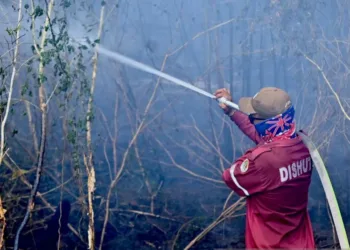 BMKG mendeteksi 1.299 titik panas di Kalsel, seluruh wilayah didominasi kategori sangat mudah terbakar dan berisiko sangat tinggi terjadi karhutla.