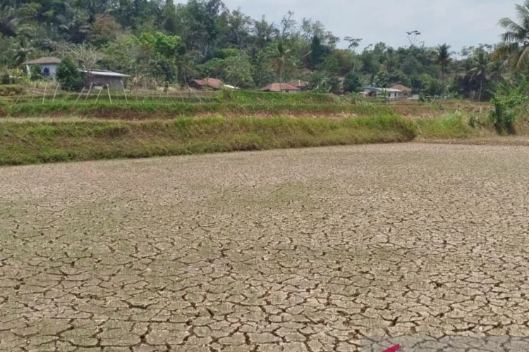 Ilustrasi: Musim kemarau panjang masih dirasakan petani di wilayah selatan
Kabupaten Cianjur, Jawa Barat, sehingga ratusan hektar lahan pertanian
terbengkalai karena sulitnya mendapatkan sumber air. ANTARA/LINGKAR NETWORK.