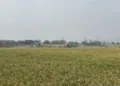 Bulog Cirebon Lanjut Beli Gabah Petani Rp6.500 per Kilogram sampai Desember